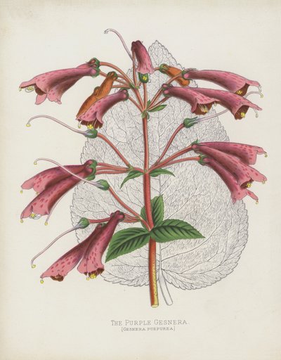 紫色Gesnera，Gesnera Purpurea 作者 英语学校